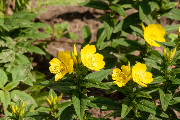 Flowers evening primrose quadrangular close-up.