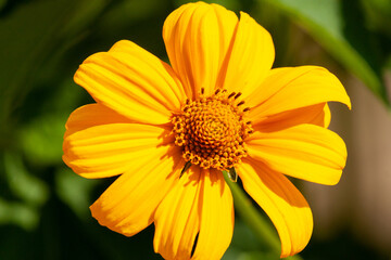 Beautiful yellow blooming titonia flower close-up.
