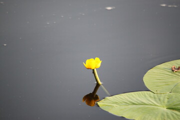 Close-up of a yellow flower grown on a pond.