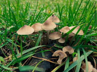 Young mushrooms among the dense grass on an old stump