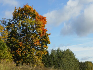 Fototapeta premium Autumn trees in the park on blue sky with clouds background . East European natural landscape