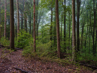 Naklejka premium Im Hochwald Marburg Marbach, Buchen