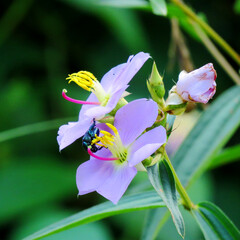 osbeckia chinensis flowers and buds.Angiosperms,
Pink Flowers of Osbeckia Chinensis.