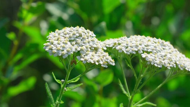 Yarrow Or Scoria Herb Achillea Millefolium Is A Perennial Herbaceous Plant. Close-Up. Selective focus