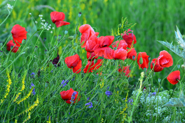 Naklejka premium Wild poppies blooming in the field