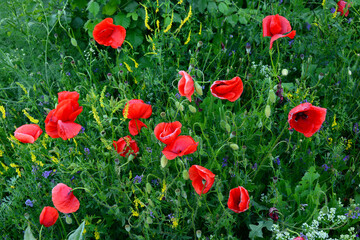 Obraz premium Wild poppies blooming in the field