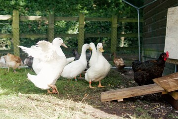ducks on the farm