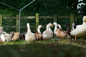 ducks on the farm