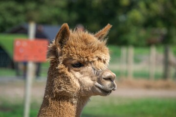 Closeup brown alpaca with a fluffy head in sunny weather in daylight