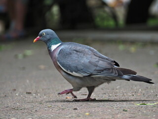 Close-up portrait of a pigeon walking along the asphalt path of the park. Essentuki, Russia.