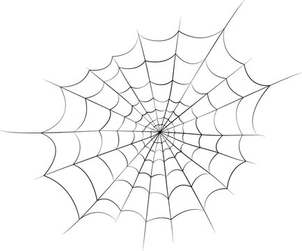 black spider web