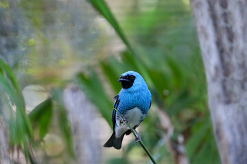 A beautiful white-bellied turquoise tanager (tangara brasiliensis).