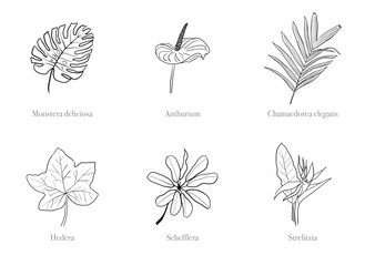 Set of popular houseplants including Monstera Deliciosa, Anthurium, Chamaedorea elegans (Parlour Palm), Hedera (Ivy), Schefflera and Strelitzia (Bird of Paradise Flower) on white background.