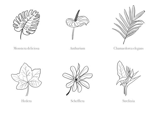 Set of popular houseplants including Monstera Deliciosa, Anthurium, Chamaedorea elegans (Parlour Palm), Hedera (Ivy), Schefflera and Strelitzia (Bird of Paradise Flower) on white background.