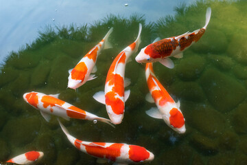 錦鯉が泳ぐ池　香川県・高松市の栗林公園　Japanese Koi Carps swimming in pond