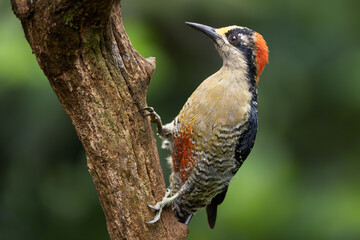 The black-cheeked woodpecker (Melanerpes pucherani) is a resident breeding bird from southeastern Mexico south to western Ecuador. This woodpecker occurs in the higher levels of wet forests.
