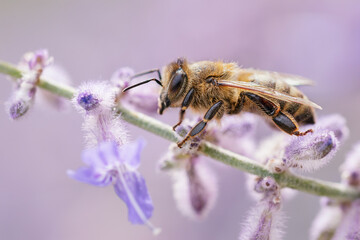 Bee resting on violet plant during late summer afternoon. Detailed photo of this wonderful, always busy, animal. Bees are a monophyletic lineage within the superfamily Apoidea. 