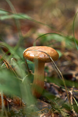 wild mushroom in the forest in europe