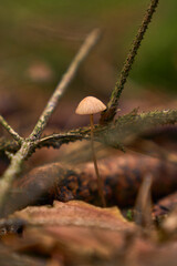 wild psychedelic mushroom in the forest