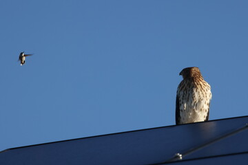 Hummingbird vs Hawk