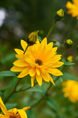 yellow flower in the garden