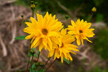 yellow flowers in the woods