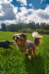 Obraz premium Happy dog running fast in a green field