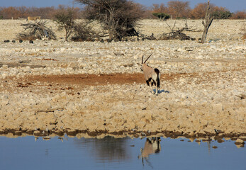 Naklejka premium Gemsbok Oryx walking away from a waterhole, with beautiful reflection in the water - Etosha National Park, Namibia