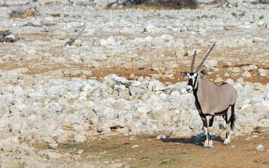 Gemsbok Oryx standing on rocky terrain, they can survice in the desert as hold the water in the grey part of their body.  Etosha National Park, Namibia