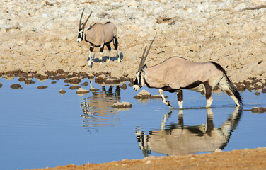 Fototapeta na wymiar Two Oryx at a waterhole in Etosha, with a good reflection in the water. Namibia , Southern Africa