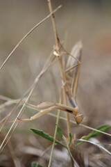brown mantis religiosa