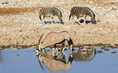 Fototapeta na wymiar A solitary oryx taking a drink, while two zebras walk in the background - there is a lovely reflection of them all in the water. Etosha National Park, Namibia