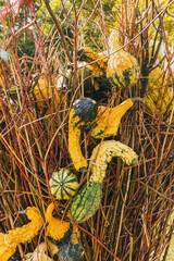 Pumpkins Halloween outdoor decor on sticks. Halloween and Thanksgiving
