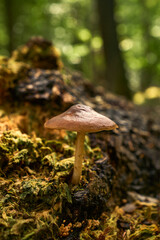 wild mushroom in the forest