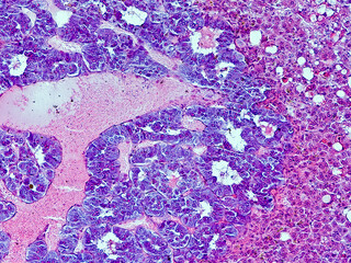 Obraz premium guinea pig adrenal gland cross section under the microscope - optical microscope x200 magnification