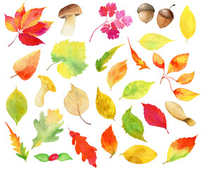 Obraz premium watercolor fall set with leaves, mushrooms and acorn, isolated on transparent background