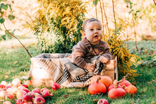 Cute small baby boy sitting in the box near pumpkins and apples on sunny autumn day in garden. Kid trick or treating on Halloween. Family time at Thanksgiving and Halloween. Festive season in October.