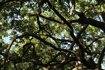 The bright sun breaking through the dense leaves of a forest in the early autumn time. The beams of the sun could be felt below.