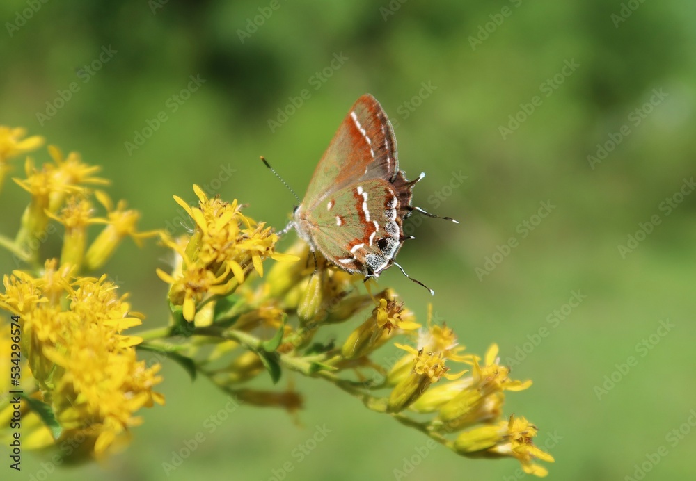 Wall mural Hairstreak butterfly on a yellow flowers in Florida nature, closeup