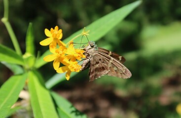 Long-tailed butterfly on asclepias flowers in Florida nature, closeup