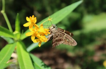 Tropical long-tailed butterfly on asclepias flowers in Florida nature, closeup