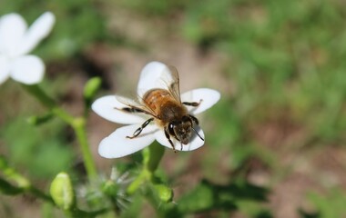 Bee on a white wildflower in Florida nature, closeup