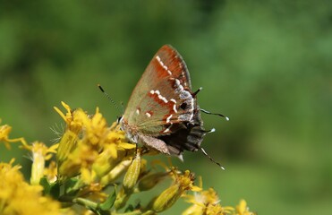 Beautiful hairstreak butterfly on a yellow flowers in Florida nature, closeup