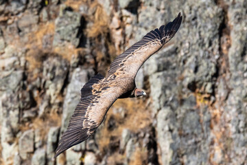 An Eurasian griffon vulture (Gyps fulvus) flying in Monfrague National Park