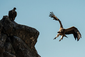 Eurasian griffon vulture (Gyps fulvus) flying and landing on a rock in Monfrague National Park....