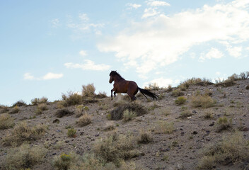 Caballo americano de raza Mustang a un lado de una tipica carretera norteamericana - obrazy, fototapety, plakaty