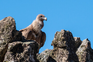 An Eurasian griffon vulture (Gyps fulvus) perched on a rock in Monfrague National Park