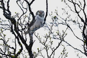 Northern hawk-owl (Surnia ulula)