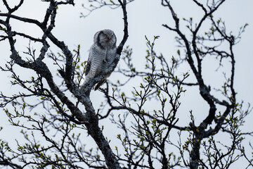 Northern hawk-owl (Surnia ulula)