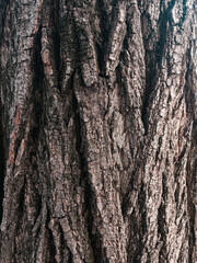 bark of a tree